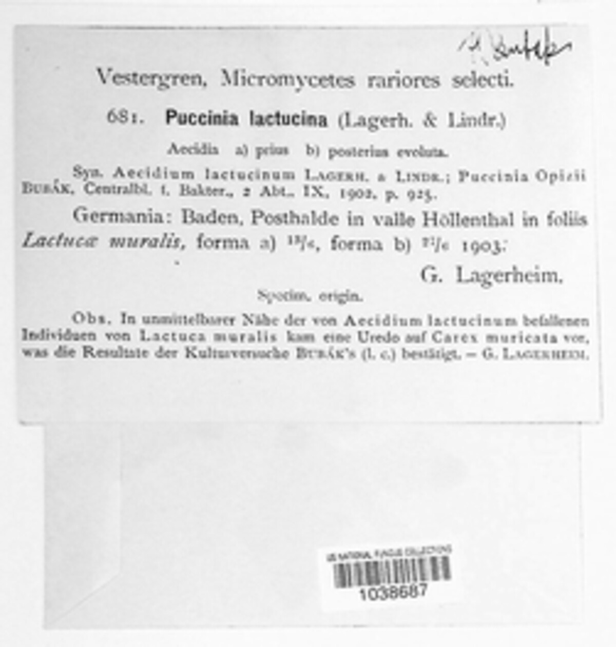 Puccinia lactucina image